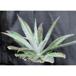 Mangave cv Jaguar one-gallon pots