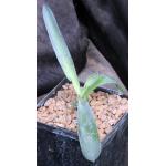 Mangave cv Mission to Mars 5-inch pots