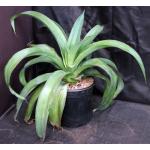 Mangave cv Bloodspot 2-gallon pots