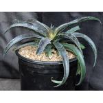 Mangave cv Purple People Eater 2-gallon pots
