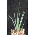 Mangave cv Bob’s Fave 2-inch pots