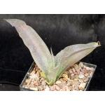 Mangave cv Macho Mocha 5-inch pots