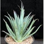 Mangave cv Pineapple Express 2-gallon pots