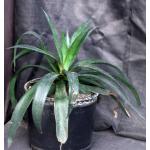 Mangave cv Purple People Eater 3-gallon pots