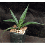 Mangave cv Freckles and Speckles 5-inch pots