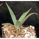 Mangave cv Jaguar 5-inch pots