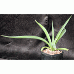 Mangave cv Jaguar one-gallon pots
