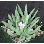 Marlothistella stenophylla 4-inch pots