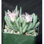 Marlothistella stenophylla 4-inch pots