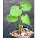 Matelea cyclophylla 4-inch pots