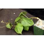 Matelea cyclophylla 4-inch pots