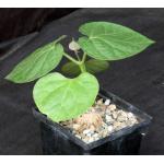 Matelea cyclophylla 5-inch pots