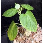Matelea cyclophylla 5-inch pots
