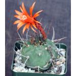 Matucana madisoniorum 4-inch pots