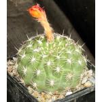 Matucana intertexta 5-inch pots