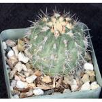 Matucana comacephala 4-inch pots