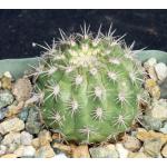 Matucana comacephala 4-inch pots