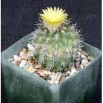 Matucana comacephala 4-inch pots