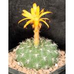 Matucana intertexta one-gallon pots