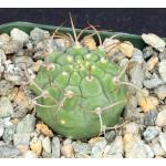 Matucana madisoniorum 4-inch pots