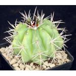 Melocactus curvispinus 5-inch pots