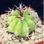 Melocactus curvispinus 4-inch pots