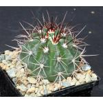 Melocactus ferreophilus var. longispinus 5-inch pots
