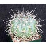 Melocactus azureus 4-inch pots