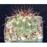 Melocactus bahiensis 4-inch pots