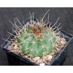 Melocactus erythracanthus 5-inch pots