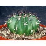 Melocactus maxonii one-gallon pots