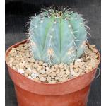 Melocactus azureus 6-inch pots