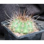 Melocactus erythracanthus 5-inch pots