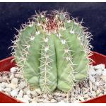 Melocactus matanzanus one-gallon pots