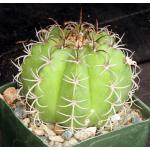 Melocactus matanzanus 4-inch pots