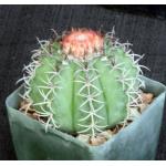 Melocactus matanzanus 4-inch pots