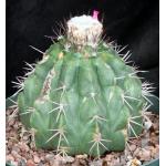 Melocactus maxonii 8-inch pots