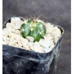 Melocactus peruvianus 2-inch pots