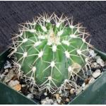 Melocactus sp. de Spata 4-inch pots