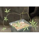 Merremia aurea 4-inch pots