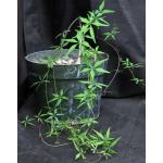 Merremia aurea 8-inch pots