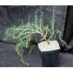 Mestoklema albanicum one-gallon pots