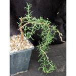 Mestoklema arbiforme (red) 5-inch pots