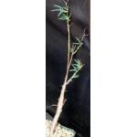 Mestoklema arbiforme (red) 4-inch pots