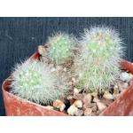 Mila caespitosa 4-inch pots