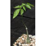Momordica rostrata 4-inch pots