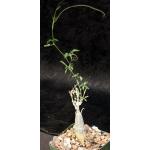Momordica rostrata 4-inch pots