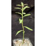 Monadenium invenustum var. angustum 5-inch pots
