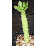 Monadenium lugardiae (WE 336) 5-inch pots