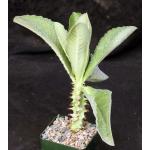 Monadenium spectabile 4-inch pots